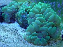 Products tagged with green bubble coral