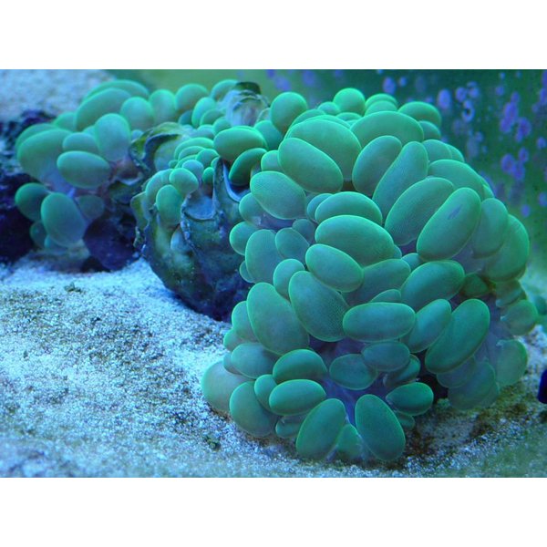  Bubble Coral Branching