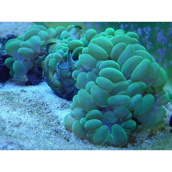  Bubble Coral, Metallic Green