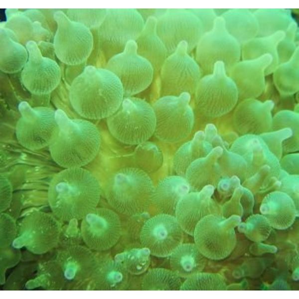  Green Bubble Tip Anemone, 2-4"