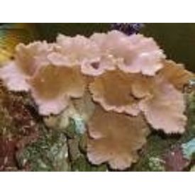  Cabbage Coral 3-4"