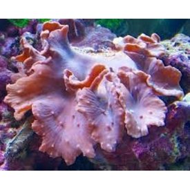  Cabbage Leather Frag 1-2"