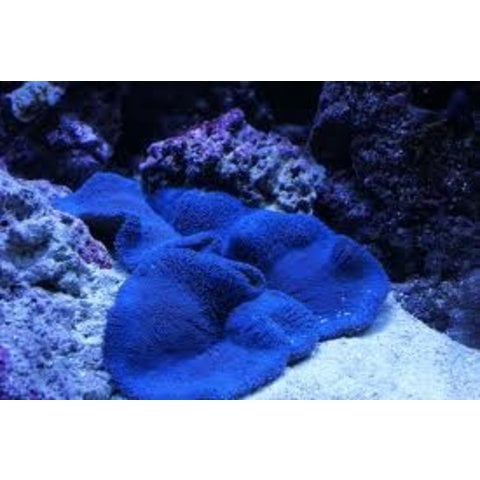Carpet Anemone Purple