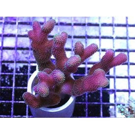  Cat's Paw Coral