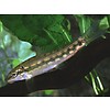 Chinese Algae Eater