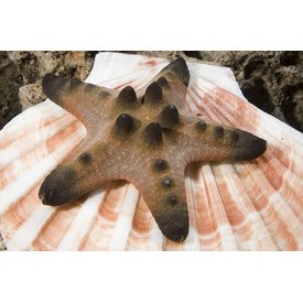  Chocolate Chip Starfish