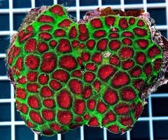 Products tagged with closed brain coral