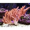 Colt Coral Aquacultured