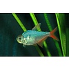 Columbian Blue Tetra ( Hyphessobrycon columbianus )