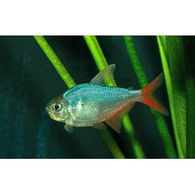  Columbian Blue Tetra ( Hyphessobrycon columbianus )