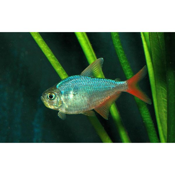  Columbian Blue Tetra ( Hyphessobrycon columbianus )