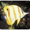 Copperband Butterflyfish