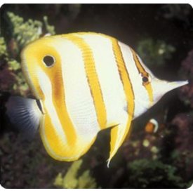  Copperband Butterflyfish