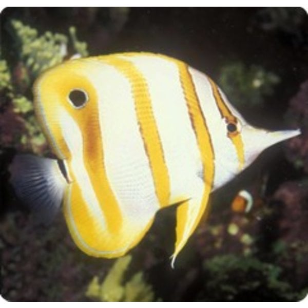  Copperband Butterflyfish