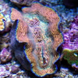  Derasa Clam (Tridacna derasa)
