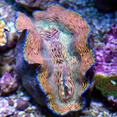 Derasa Clam (Tridacna derasa)