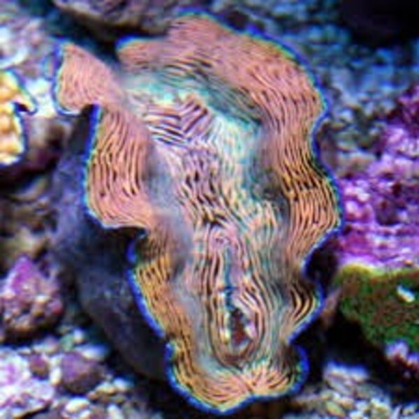  Derasa Clam (Tridacna derasa)