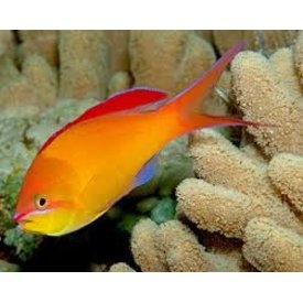  Dispar Anthias