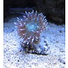 Duncan Coral Frag, 1-2 Heads