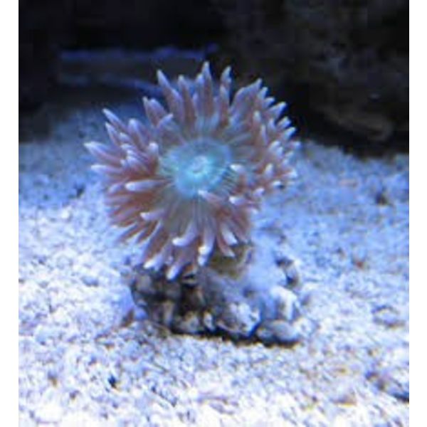  Duncan Coral Frag, 1-2 Heads