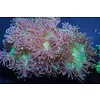 Elegance Coral Green Colored Tips