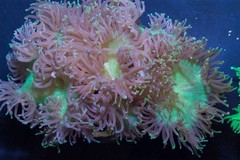 Products tagged with Coral & Frags