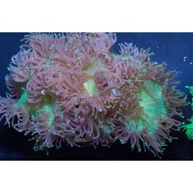  Elegance Coral Green Colored Tips