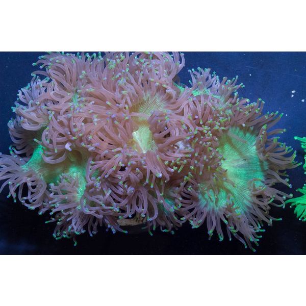  Elegance Coral Green Colored Tips