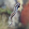Engineer Goby