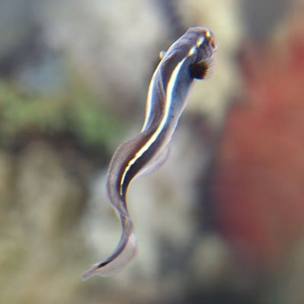  Engineer Goby