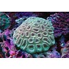 Bali Green Favia Coral