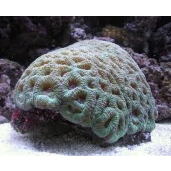  Spicy Lemon Favia Coral