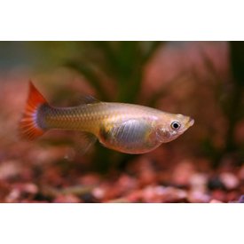  Assorted Guppy Female