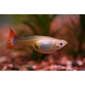  Assorted Guppy