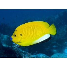  Flagfin Angelfish