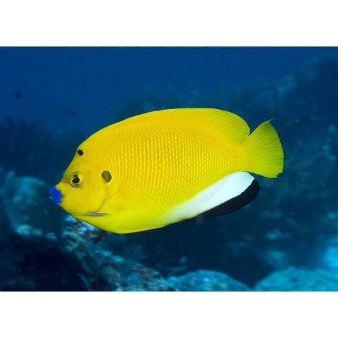 Flagfin Angelfish
