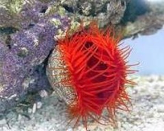 Products tagged with inverts for saltwater aquariums