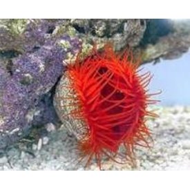  Electric Flame Scallop