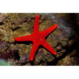  Red Luzon Starfish
