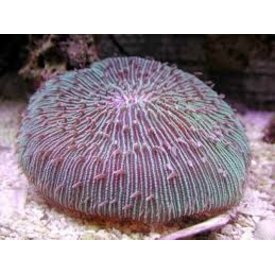  Fungia Coral, Two Tone