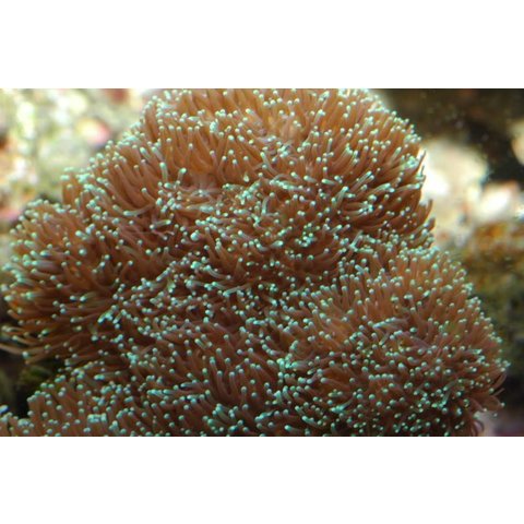 Galaxy Coral
