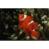 Maroon Clownfish