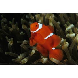  Maroon Clownfish