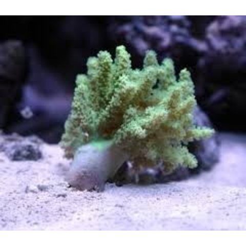 Finger Leather Green Aquacultured
