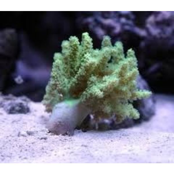  Finger Leather Green Aquacultured
