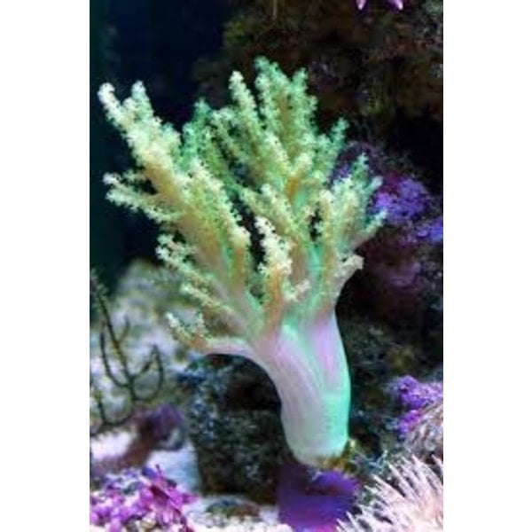  Green Finger Leather Frag