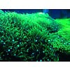 Green Star Polyp Rock - Large