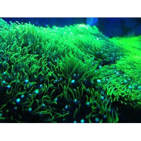  Green Star Polyp Rock - Large