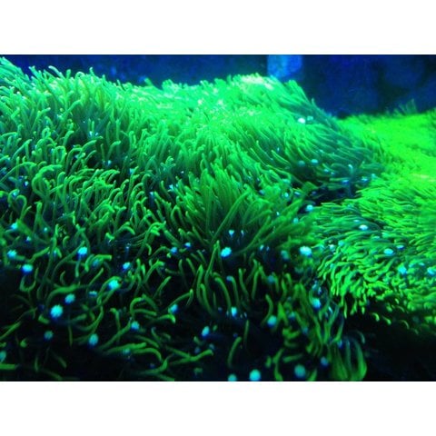 Green Star Polyp - Medium