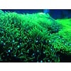 Green Star Polyp - Medium